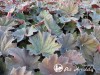 Alūnė ,Bronze Beauty' (lot. Heuchera)